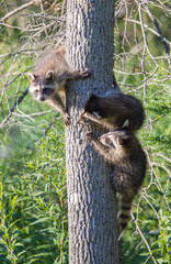 baby raccoon climbing on tree