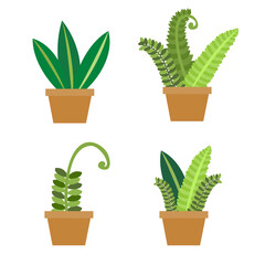 Ornamental plants with beautiful foliage in pots. Flat vector 