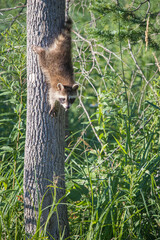 baby raccoon climbing on tree © Jen