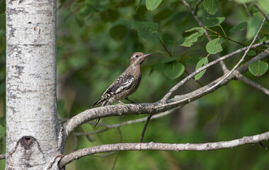 yellow bellied sapsucker on tree branch