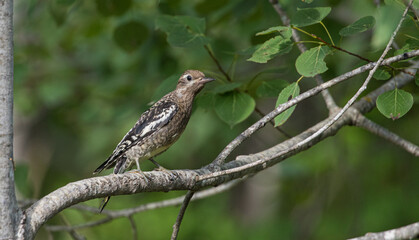 yellow bellied sapsucker on tree branch