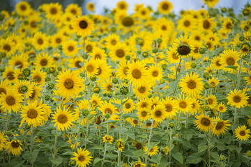 field of yellow sunflowers