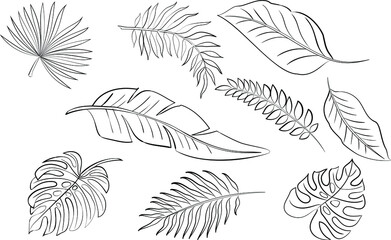 Set of tropical leaves outline drawing silhouettes. Palm, monstera, banana tree. Vector illustration bundle. Icons