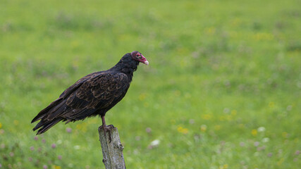 turkey vulture on wooden post
