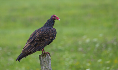 turkey vulture on wooden post