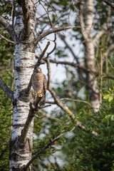 Fototapeta premium Cooper's hawk hunting from tree branch