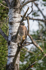 Cooper's hawk hunting from tree branch