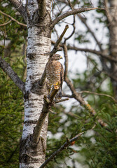 Cooper's hawk hunting from tree branch