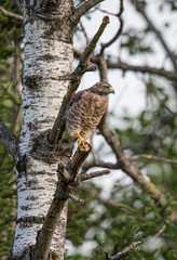Cooper's hawk hunting from tree branch