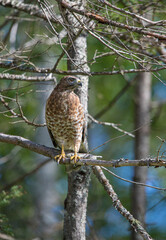 Cooper's hawk hunting from tree branch