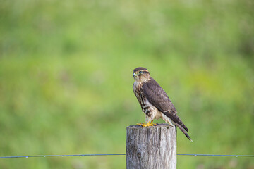 kestrel falcon hunting from post