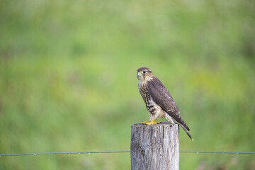 kestrel falcon hunting from post