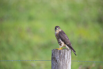 kestrel falcon hunting from post