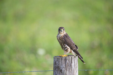 kestrel falcon hunting from post