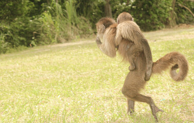 mother monkey with her calf in the park