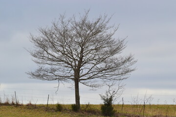 tree in the field
