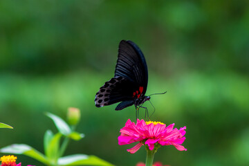 Flowers daisies in summer spring meadow on background blue sky with white clouds, flying orange butterfly, wide format. Summer natural idyllic pastoral landscape, copy space.