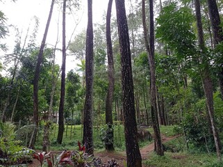Rainforests in Sumberawan