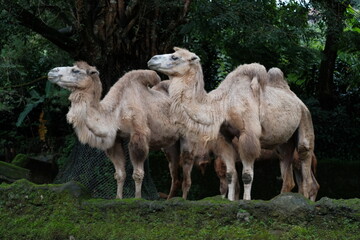 camels in the zoo