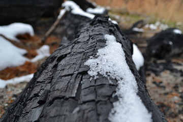 snow on char wood