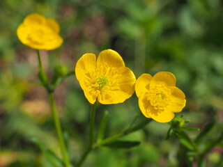 Common Buttercup, bright yellow, small flowers, close up. Meadow Ranunculus acris, is a species of wild, flowering plants in Ranunculaceae family. Fresh, tall buttercup have five overlapping petals.