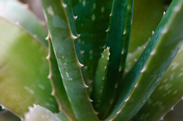 Green plant leaves background, top view. Nature spring concept,Small green leaves texture background with beautiful pattern. Clean environment. Ornamental plant in the garden. Eco wall.