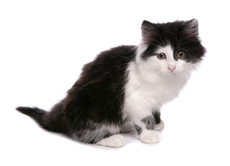 Black and White Moggy Cat