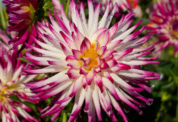 Close Up View of a Sunlit Pink, White and Yellow Cactus Dahlia Flower Against a Background of Additional Dahlia