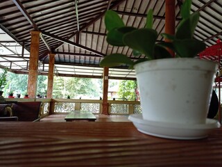 Little Plants and White Pot on A Traditional Javanese Pot