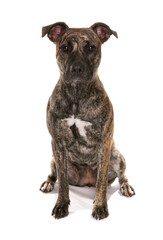 Naklejka premium Staffordshire Bull Terrier Cross