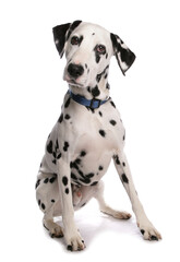 Dalmatian Dog