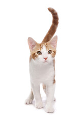 Ginger and White Cat