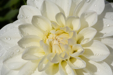 A Close Up View of a Single Sunlit Ivory Colored Decorative Variety Dahlia Flower  Filling the Picture Frame