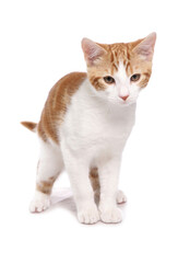 Ginger and White Cat