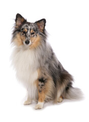 Shetland Sheepdog