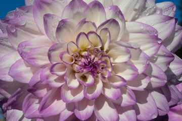 Obraz premium A Close Up View of a Single Sunlit Vibrant White and Pink Tipped Decorative Variety Dahlia Flower Filling the Picture Frame