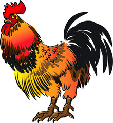 vector drawing chicken cock illustration