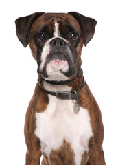Boxer dog portrait