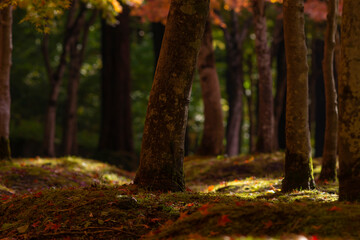 秋晴れのもみじの林