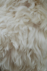 White wool texture background,  white natural sheep wool, beige fluffy fur, fragment white carpet, close-up light wool with detail of woven pattern, 