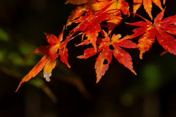 鮮やかな真っ赤なもみじ