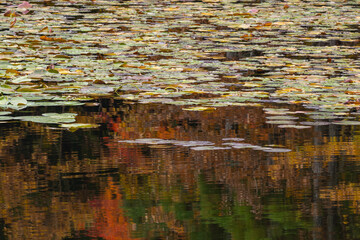 山の池に映る紅葉