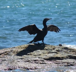 cormorant in flight