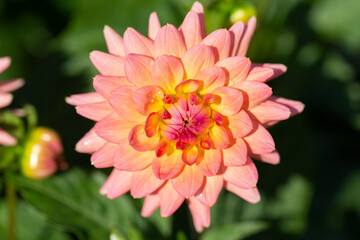 Isolated View of a Single Sunlit Vibrant Flamingo Pink Decorative Variety Dahlia Flower Against an Out of Focus Garden Background