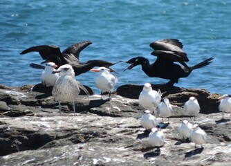 group of pelicans