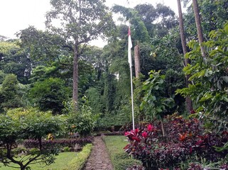 A Path inside the forest