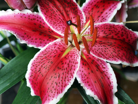 lily flower - closeup