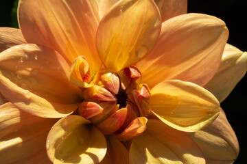 A Single Dramatically Sunlit Dark Yellow and Orange Decorative Variety Dahlia Flower Filling the Picture Frame