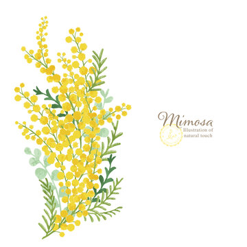 50 085 件の最適な ミモザ 画像 ストック写真 ベクター Adobe Stock 50 085 件の最適な ミモザ 画像 ストック写真 ベクター Adobe Stock