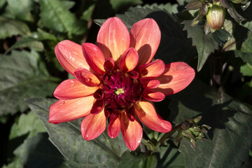 Fototapeta premium Isolated View of a Single Sunlit Vibrant Orange, Maroon and Yellow Dahlia Flower Against an Out of Focus Garden Background